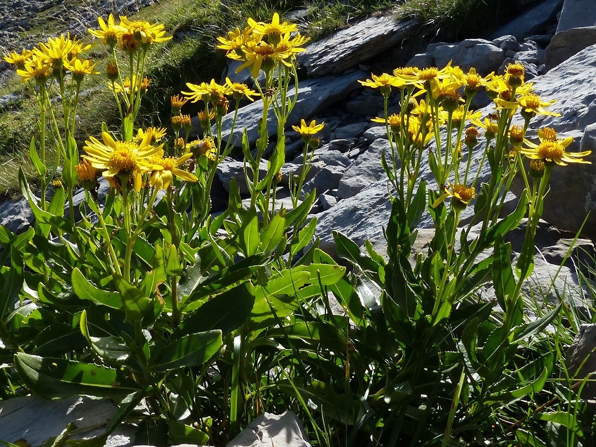 Senecio pyrenaicus subsp. pyrenaicus (Asteraceae)